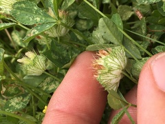 Trifolium cyathiferum