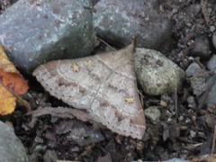 Renia flavipunctalis