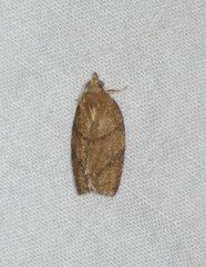 Argyrotaenia juglandana