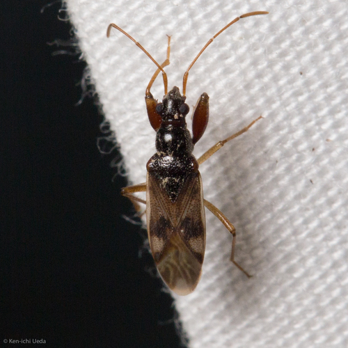 Pseudopamera nitidula photo 3