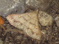 Renia flavipunctalis