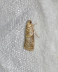 Acrobasis palliolella
