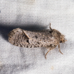 Acrolophus filicicornis