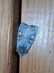 Adelphagrotis stellaris