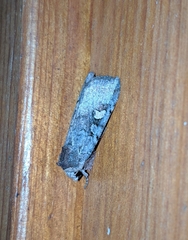 Adelphagrotis stellaris