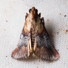 Cacozelia basiochrealis