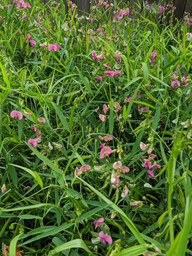 Miškinis pelėžirnis nuotrauka