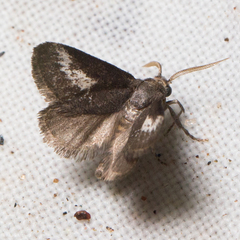 Cryptophobetron oropeso