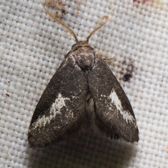 Cryptophobetron oropeso