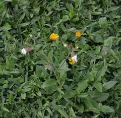 Silene latifolia alba
