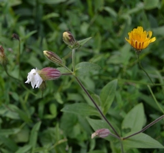 Silene latifolia alba