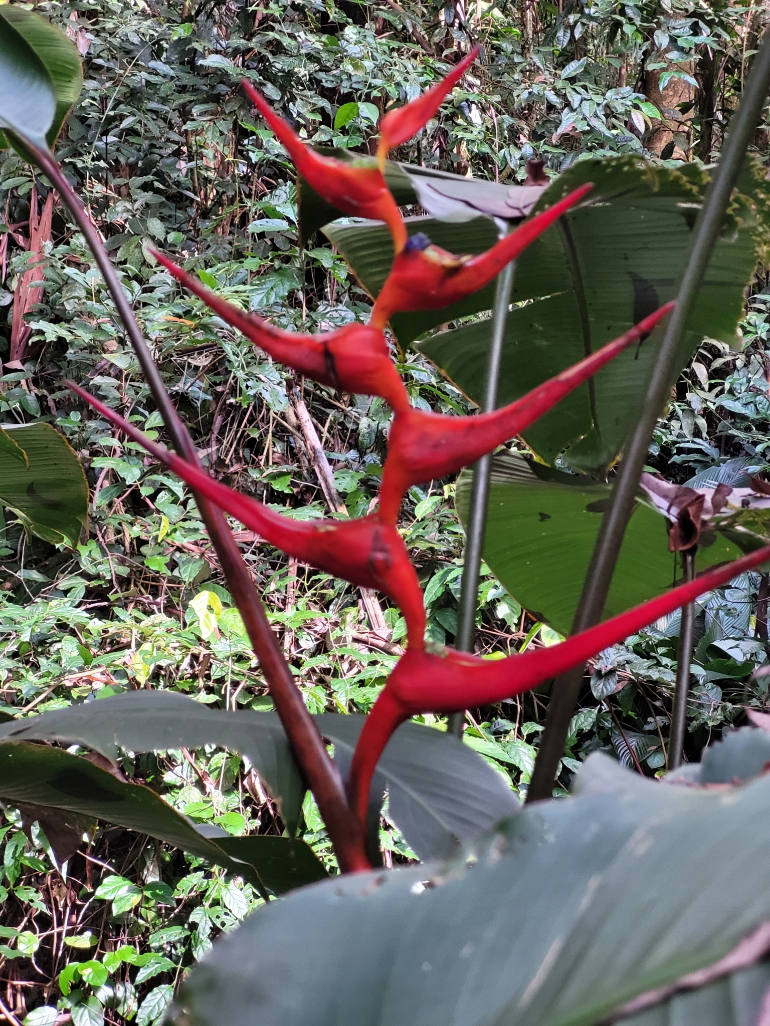 Imagem de Bananeira-de-jardim