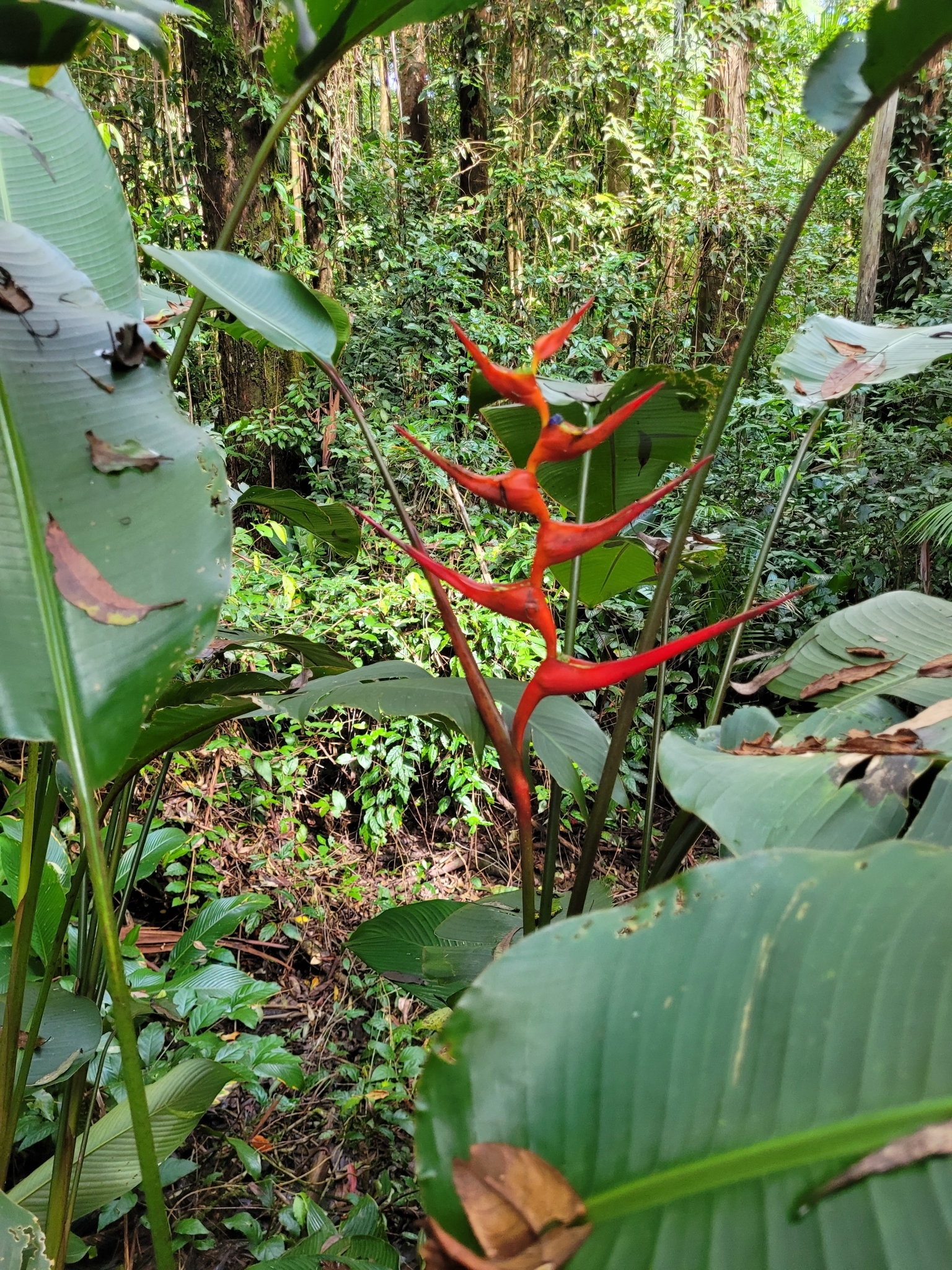Imagem de Bananeira-de-jardim