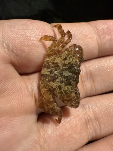 Gaetice depressus