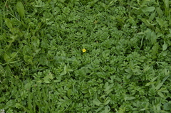 Argentina anserina