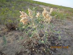 Astragalus lehmannianus