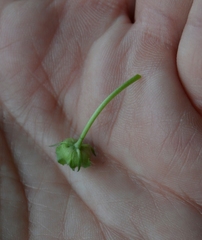 Malva pusilla