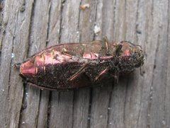 Buprestis intricata