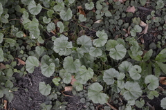 Malva pusilla