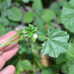 Malva pusilla