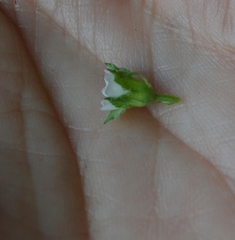 Malva pusilla