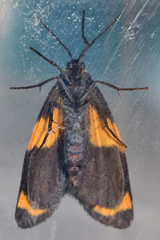 Eudesmia cypris