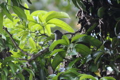 Thamnophilus multistriatus