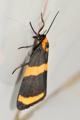 Eudesmia cypris