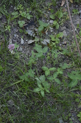 Trifolium pratense