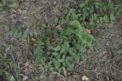 Convolvulus arvensis