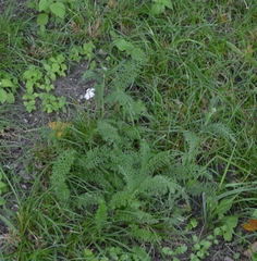 Achillea millefolium