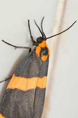 Eudesmia cypris