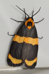 Eudesmia cypris