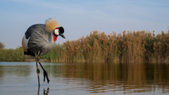 Grey Crowned Crane photo 4