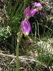 Primula subalpina