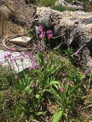 Primula subalpina