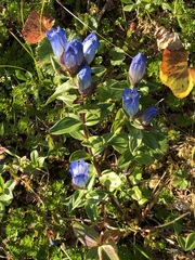 Gentiana platypetala