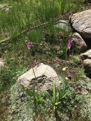 Primula subalpina