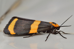 Eudesmia cypris