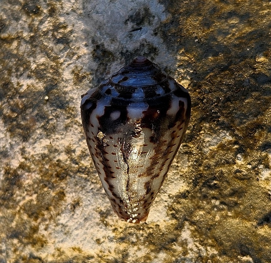 Pinpoint Cone