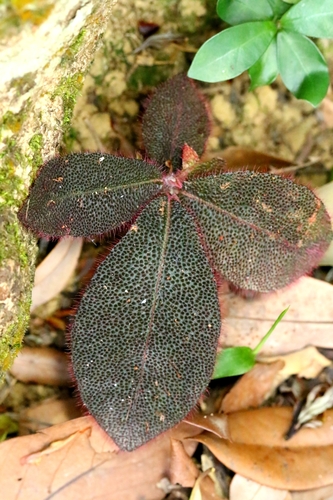 Ardisia mamillata, photograph 3