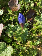Gentiana platypetala