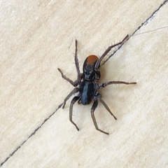 Castianeira occidens