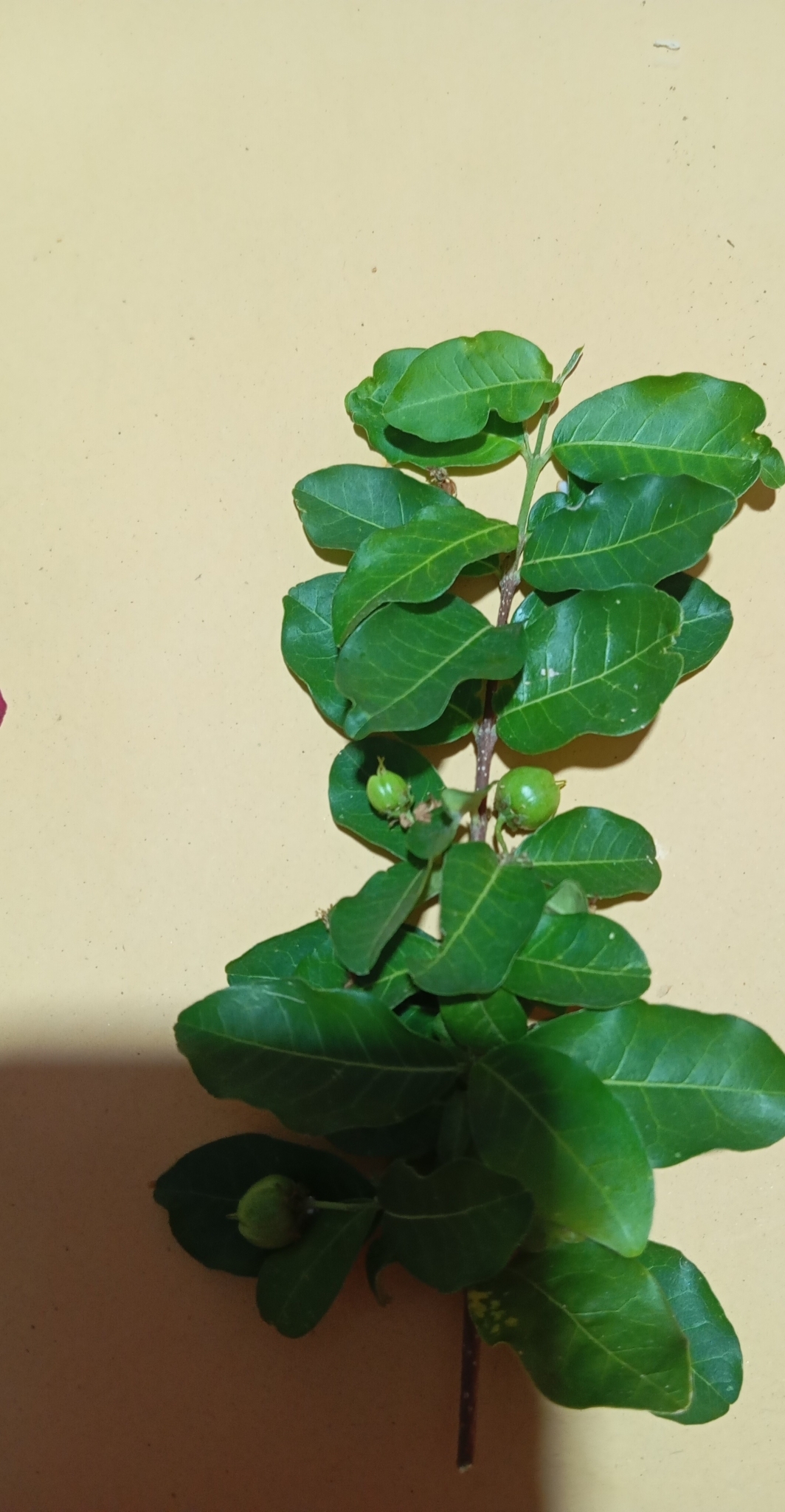 Malpighia emarginata