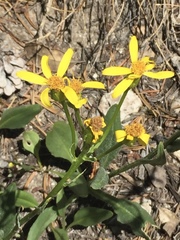 Arnica nevadensis