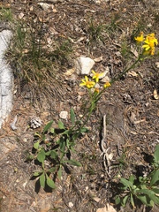 Arnica nevadensis