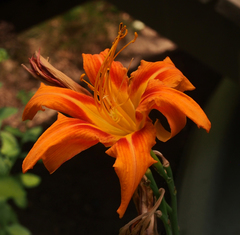 Hemerocallis fulva kwanso