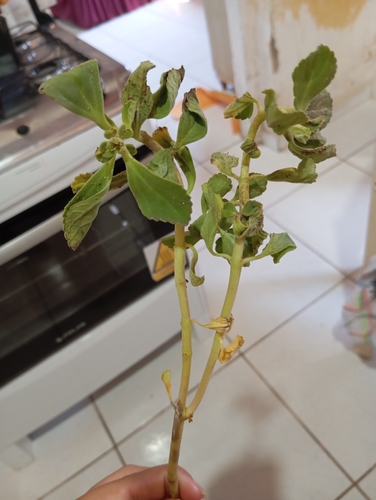 Woolly Plectranthus