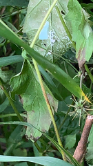 Flatormenis proxima