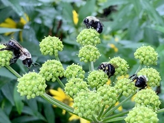 Angelica triquinata